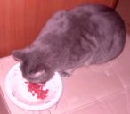 cat eating goi
