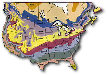 climate zones for Lycium Barbarum/wolfberry