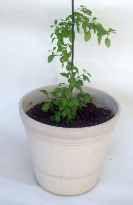 goji plant in large pot